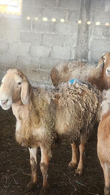 chi su: Продаю | Овца (самка) | Для разведения | Матка — 9