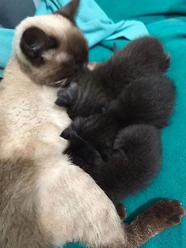 кошки маленкие: Котята от домашней кошки - Помёт из трёх котят, однотонные тёмные — 4