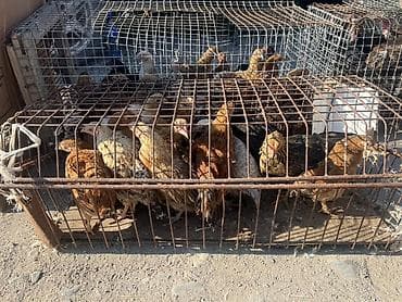 мыши купить: Продаю | Куры | Домашняя | Для разведения — 1