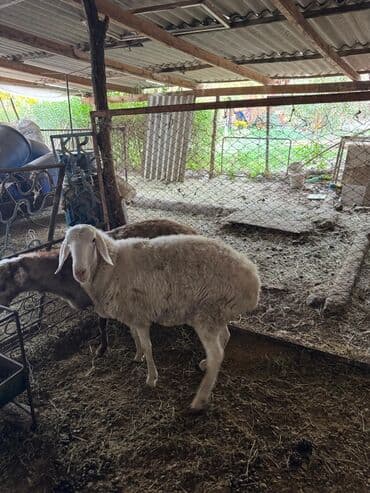 в какой приют можно отдать собаку: Продаю | Овца (самка) | На забой, Для разведения — 1