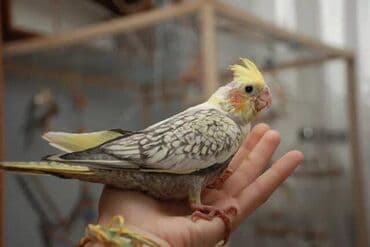 Молодые от 2х месяцев! Кореллы привязываются к человеку и очень любят