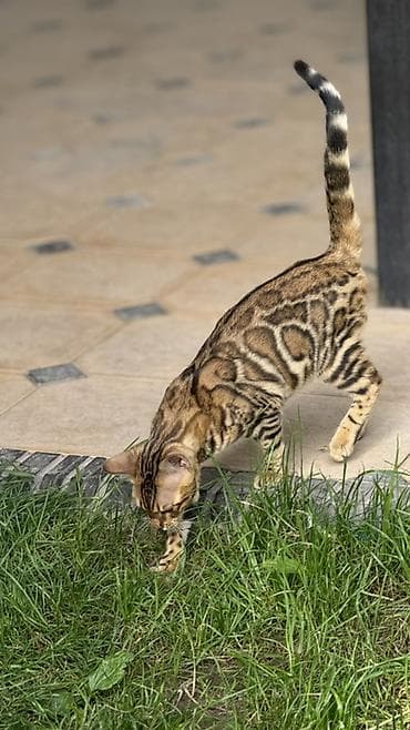 Бенгальский кот 10 месяцев Не кастрированный - Яркий