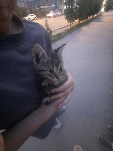 Беспородная, 4 месяца, Мальчик, Приучена к лотку