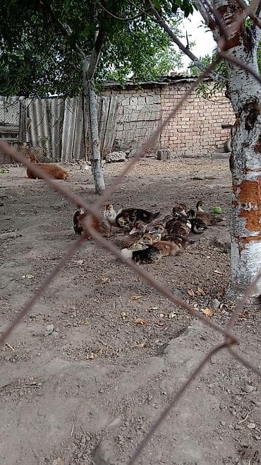 С/х животные и товары: 1) Мускусные утята: -суточные — 180 сомов/шт -месячные — 350 сомов/шт — 4