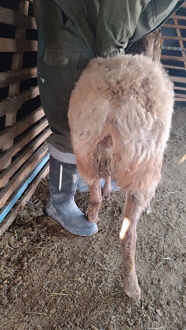 заяц живой: Продаю | Овца (самка) | Арашан | Для разведения | Племенные — 8