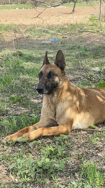 булан животное: Бельгийская овчарка, 1 месяц, Самец, С прививкой, С родословной — 8