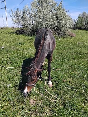 жаныбарлар: Сатам | Бээ (ургаачы) | Жумушка — 4