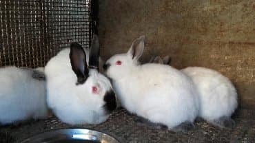 декоративные заборы: Кролики — 9