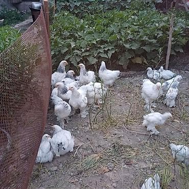голуби птицы животный: Продаю | Куры | Брама | Для разведения — 3