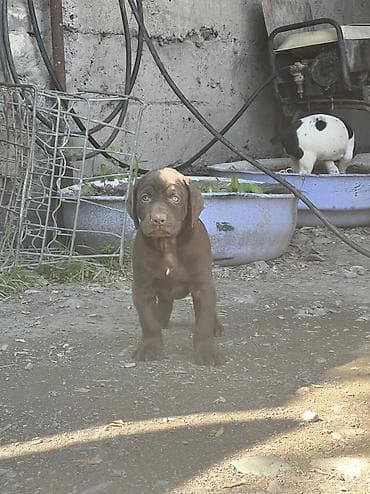 Продажа собак: Продаются породистые щенки курцхаара 🐾 Дата рождения: 29.03.2026 — 10