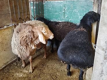 овчарка самка: Продаю | Овца (самка) | Для разведения | Матка — 7