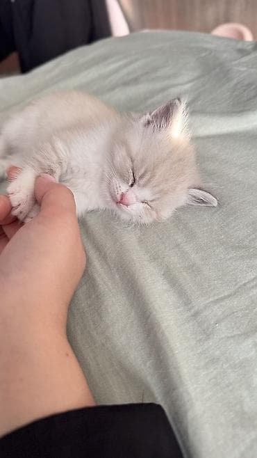 кошки ош: Беспородная, 4 месяца, Мальчик, Биколор, Приучена к лотку — 3