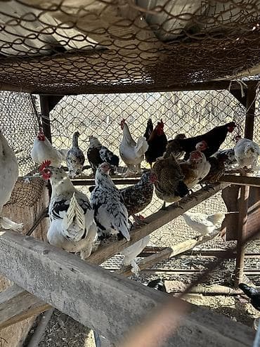 жаны асый: Сатам | Тооктор, Короздор, Инкубацияланган жумурткалар | Үй | Союуга, Көбөйтүү үчүн, Жумуртка туудуруу үчүн — 2