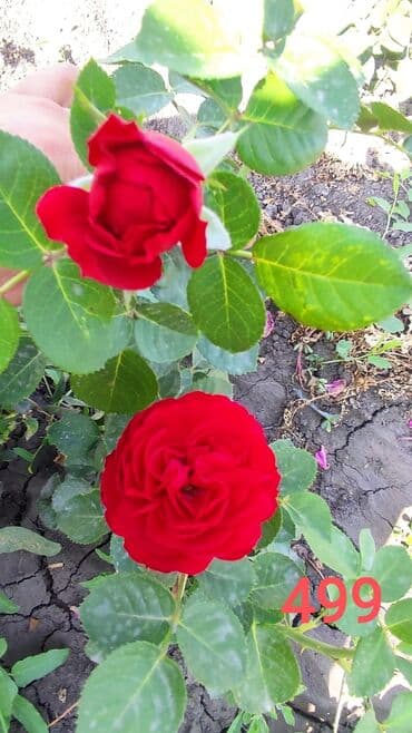 Саженцы цветка: Розы