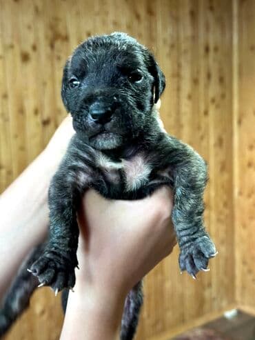 бульдоги: Щенки Канарского Дога (Presa Canario) С документами, прививками 8 — 24