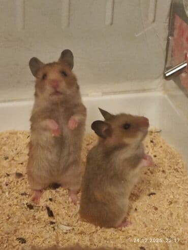 эшек жаныбар: Сибирские хомячки в продаже Остались только девочки ✨ Очень милые — 1