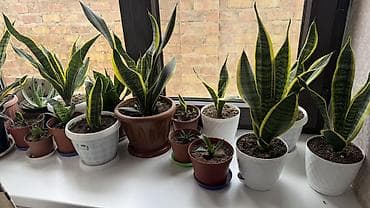 сансевиерия купить: Санcевиерия (Sansevieria trifasciata, «тещин язык») — 3