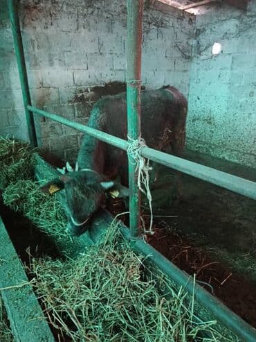 отдам собаку в хорошие руки: Продаю | Бык (самец) | Алатауская — 1