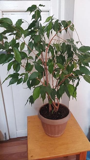 Фикустар: Фикус Бенджамина в горшке - Домашнее декоративное дерево с плотной — 1