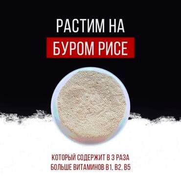 кофе в капсулах бишкек: Ежовик гребенчатый от MCLM. бад ✅️Доставка бесплатная 🍄цена за — 2