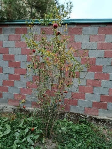 семена кустов: Продаются взрослые декоративные хвойные деревья (ель/пихта) для — 2