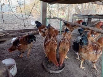 цена яйца: Продаю молодых петухов, 6 месяцев. Цена: 500сом за каждого (без торга — 4