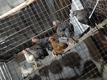 Продам с/х животных: Продаю | Куры | Для разведения — 1