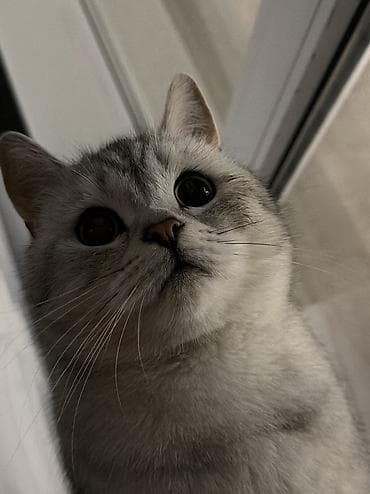 котенок рэгдолл купить: Вязка!!! Не продажа!! Бишкек! Тунгуч! Шотландская прямоухая — 2