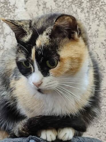 кошка в добрые руки: Замечательная кошка в поиске дома. Привезём сами — 4