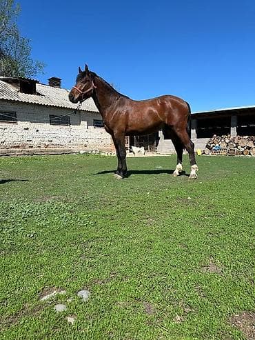 бирманская кошка цена: Продаю | Жеребец | Полукровка | Конный спорт | Племенные — 1