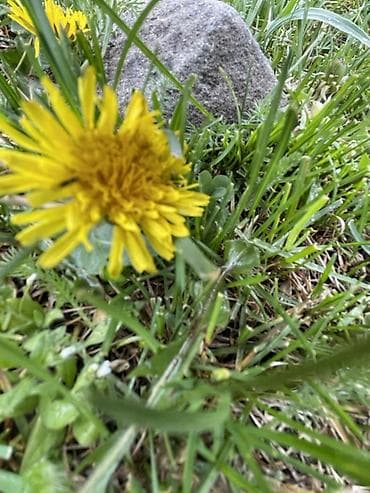 овощи фрукты: Свежесобранные одуванчики (Taraxacum officinale) - Яркие желтые — 1