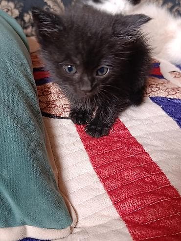 новорожденные котята: Котята, помёт домашней кошки. На фото — несколько малышей разной — 6