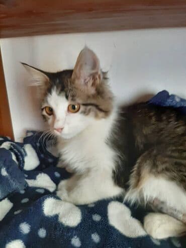 отдам кошечку в добрые руки: 2 месяца, Девочка — 13