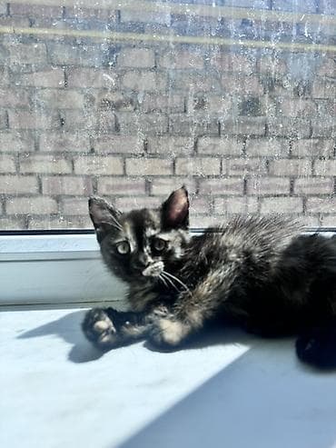 мал айдаган ит сатылат: Мышык бекер берилет: Породасыз, 2 айлык, Ургаачы, Лотокко барууга үйрөтүлгөн — 4