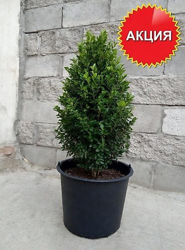 бука эт: Самшит buxus - вечнозеленый кустарник 30-50 см — 1