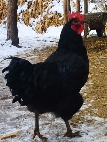 редкие экзотические животные: Продаю | Куры, Петух | На забой, Для разведения, Несушки — 1