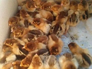 Суточные цыплята кученская юбилейная, австролорп чёрно пёстрый и