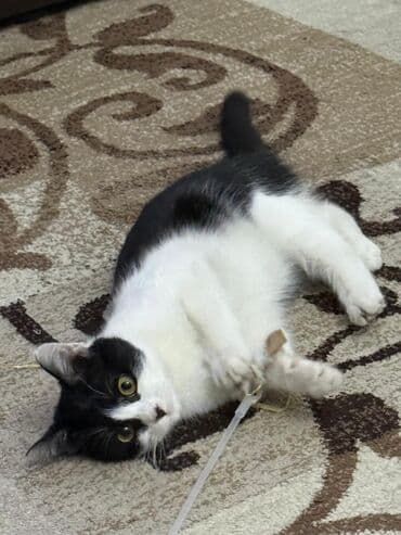 Зоотовары: БЕСПЛАТНО!!! В центре города дома никого нету и по этому не кому — 2