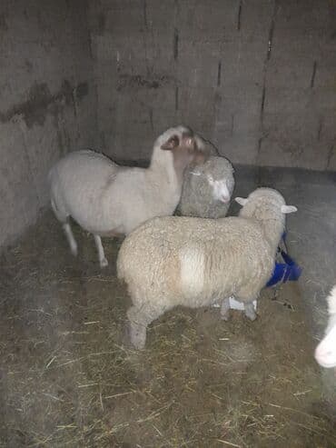 живой сазан: Продаю | Овца (самка) | Для разведения | Ярка — 1