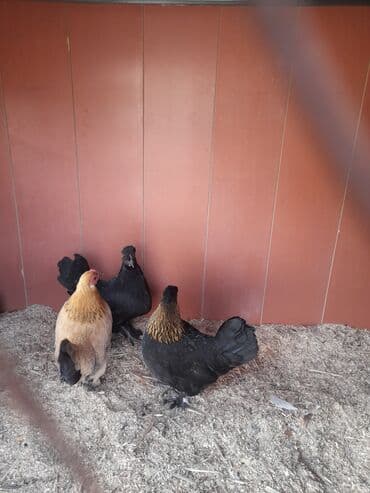 клеточное оборудование для кур несушек: Сатам | Тооктор | Көбөйтүү үчүн — 4