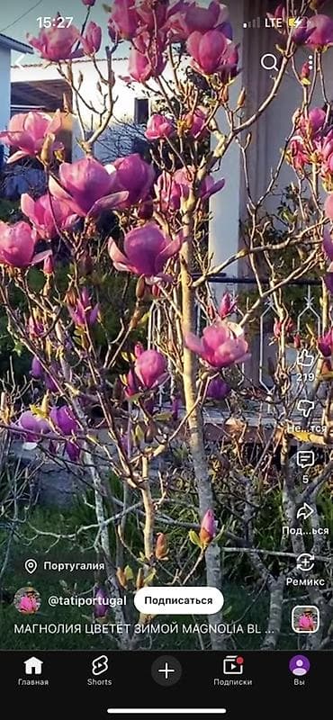 бутон: Саженцы — 1