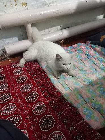 мини кошка: Белая домашняя кошка с пушистым хвостом. Полудлинная шерсть, плотный — 1