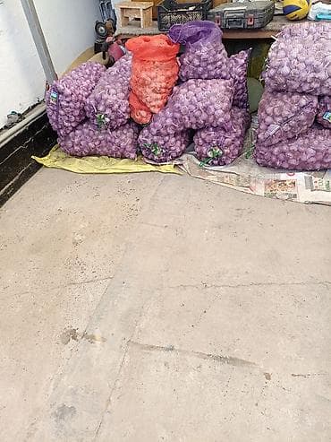 чеснок майский: Чеснок Оптом — 6