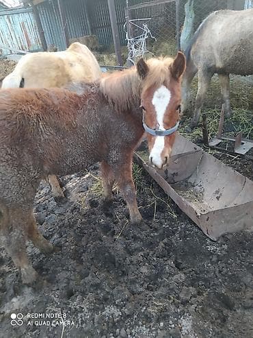 бычок годовалый: Продаю | Жеребенок — 2