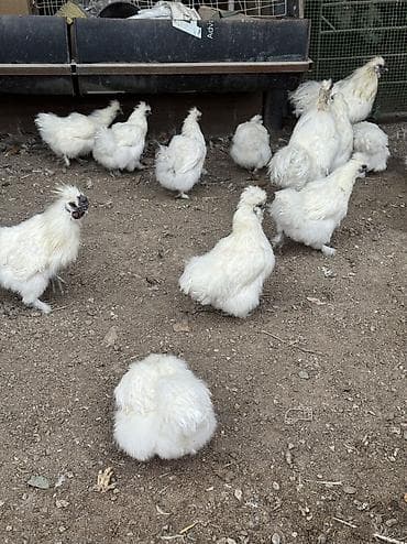 дикоративные куры: Продаю | Куры, Петух — 1