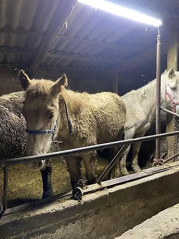 умные собаки: Продаются пони/малорослые лошади (несколько голов) в денниках — 2