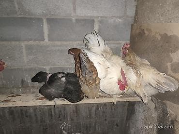 дойки ко: Продаю | Куры | Домашняя | Для разведения — 1