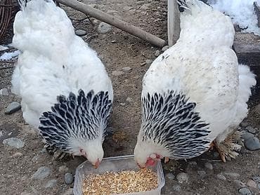 Товары и оборудование для с/х животных: Продаю | Куры | Брама | Для разведения — 5