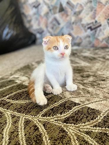 Скотиш Фолд (Шотландская вислоухая), 3 месяца, Девочка, Биколор, Приучена к лотку
