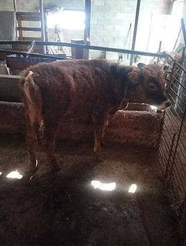 щпиц собака: Продаю | Бык (самец) — 1